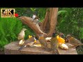 No ads cat tv for cats to watch  beautiful summer birds and squirrels  24 hours4kr