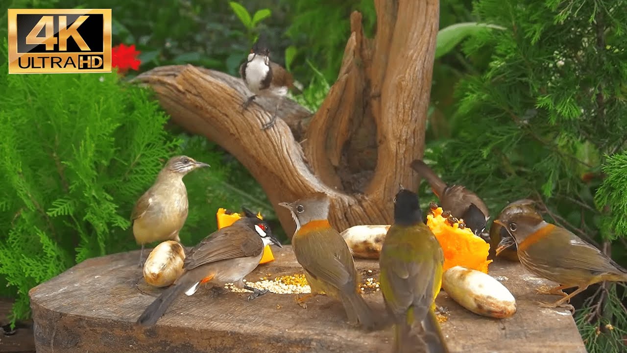 [NO ADS] Cat TV for Cats to Watch 😺 Beautiful Summer Birds and Squirrels 🐦 24 Hours(4K HDR)