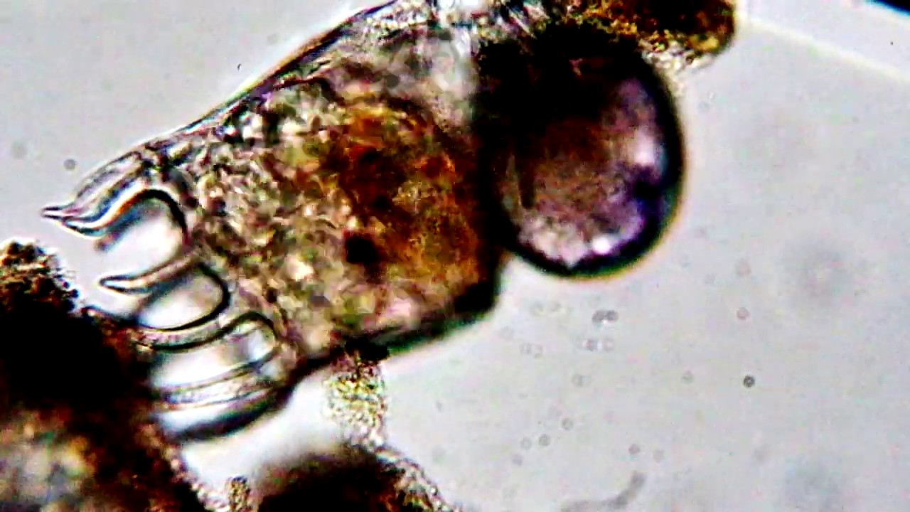 brachionidae plationis patulus