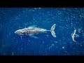 Baleines vues du ciel - Ile de la Réunion