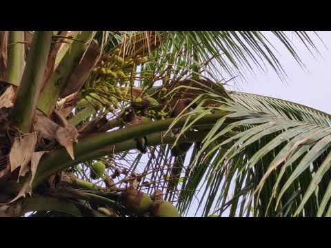 Shalik Pakhi II শালিক পাখি || The common myna II Indian myna II