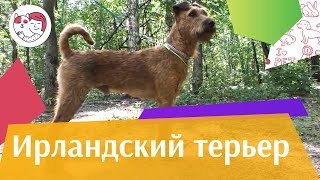 Ирландский терьер на ilikepet. Особенности породы, уход