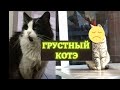 Самые грустные котики живут в Анапе, Россия. Смотрите сами!