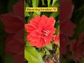 Jisse Prem Hota Hai Wahi Sundar Lagta Hai 💖 | Beautiful Dahlia Flower Status #Shorts
