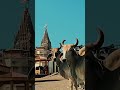 હે ... કાળીયા ઠાકર 🌍💫🦚 #jaydwarikadhis #jaydwarkadhish #jaydwarkadhishstatus #jaydwarkadhishsongstat