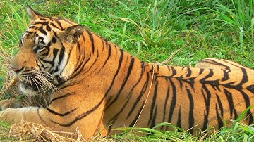 RAGUNAN ZOO - Jakarta - Indonesia