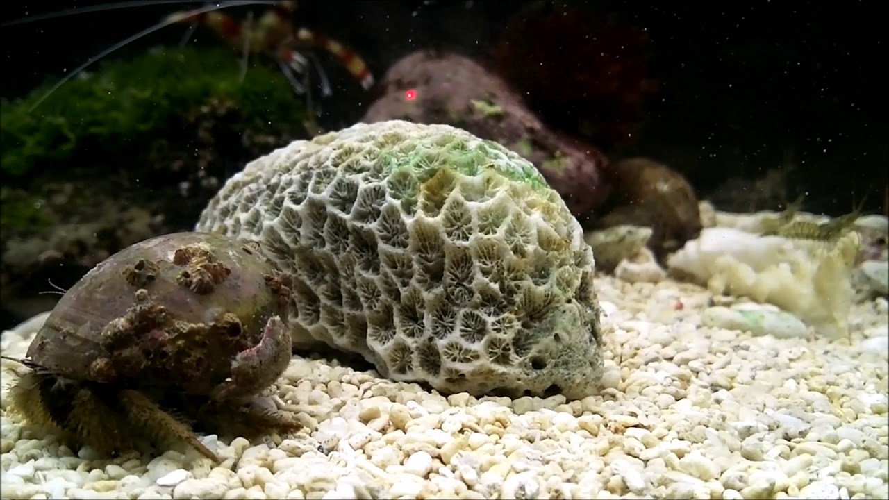 ヤドカリに付いているフジツボも生きている＾＾【アクアリウム】Japanese hermit crab