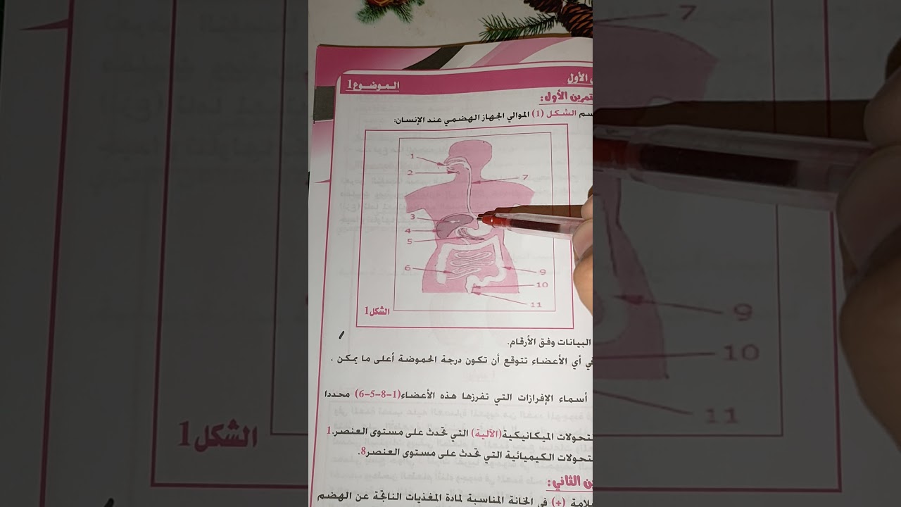 مكونات الجهاز الهضمي عند الانسان الجزء الثاني سنة رابعة متوسط