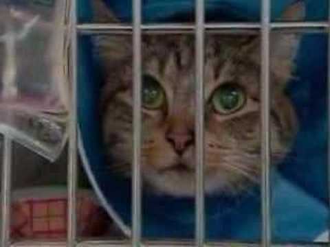 Dog Food Recall 2007