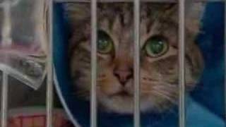 First Look With Katie Couric: Pet Food Recall (CBS News)