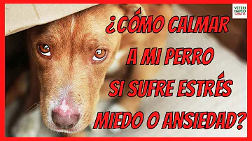 ¿Cómo quitar el estrés y la ansiedad en perros?