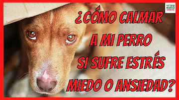 ¿Puede curarse un perro con ansiedad?