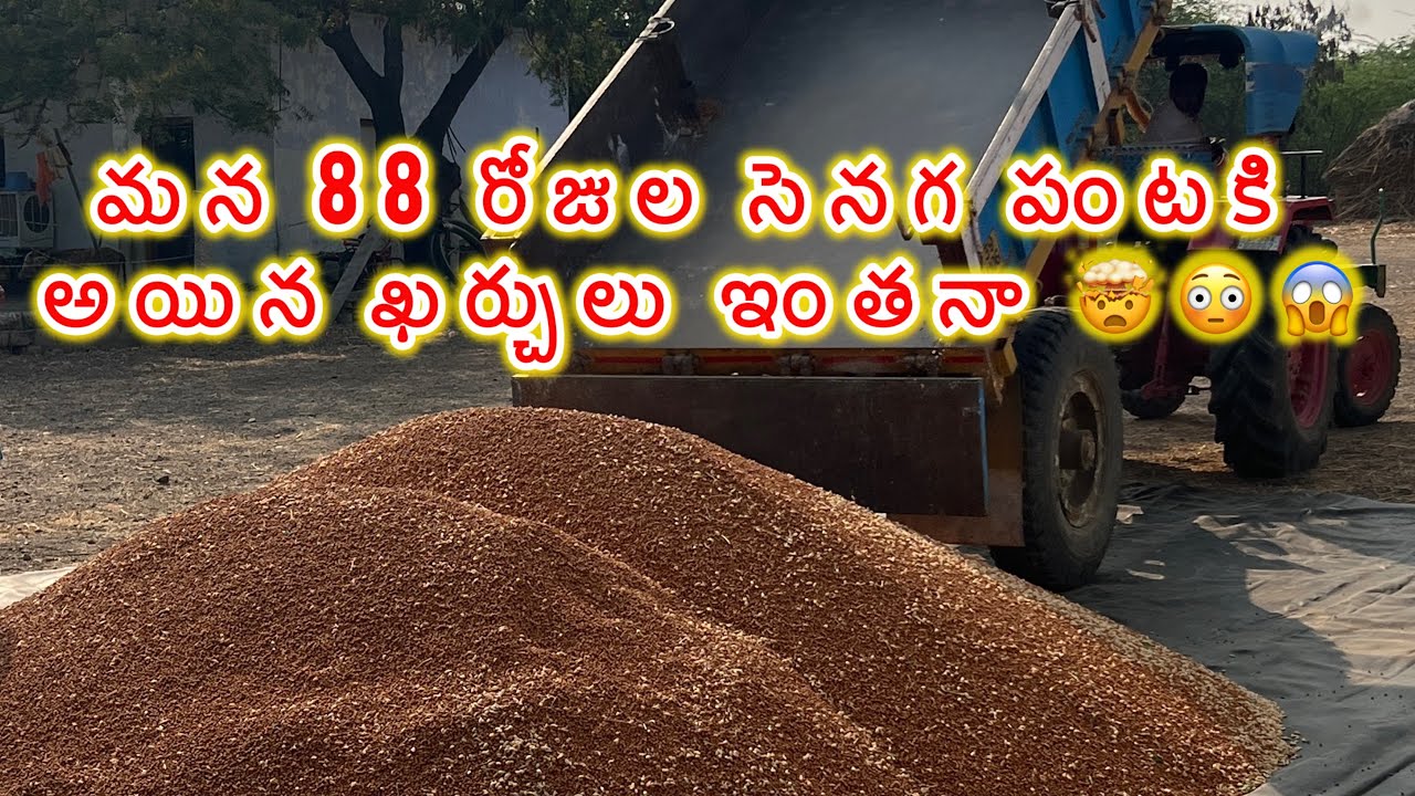 మన సెనగ పంట కటింగ్ అయింది . అన్ని ఖర్చులు పోను మనకు మిగిలింది ఎంత. #farming #trending #villagelife 