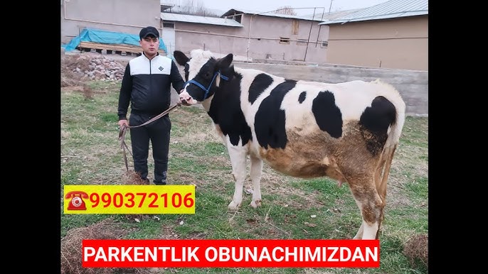 Jinsiy faol ona bilan onlayn jinsiy aloqa Dehqon ayolni sikdi