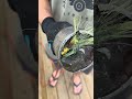 MAGNET FISHING AND CLEANING THE WATERWAYS #magnetfishing #shortsfeed #fishing