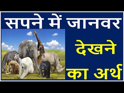 वीडियो: जंगली जानवर सपने क्यों देखते हैं