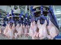 Modern Ultra Chicken Meat Processing Factory,  Amazing Food Processing Machines