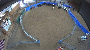 Big Sky Ranch Sorting Saddle Series #4 - OPEN - Round #1 - Ride #29