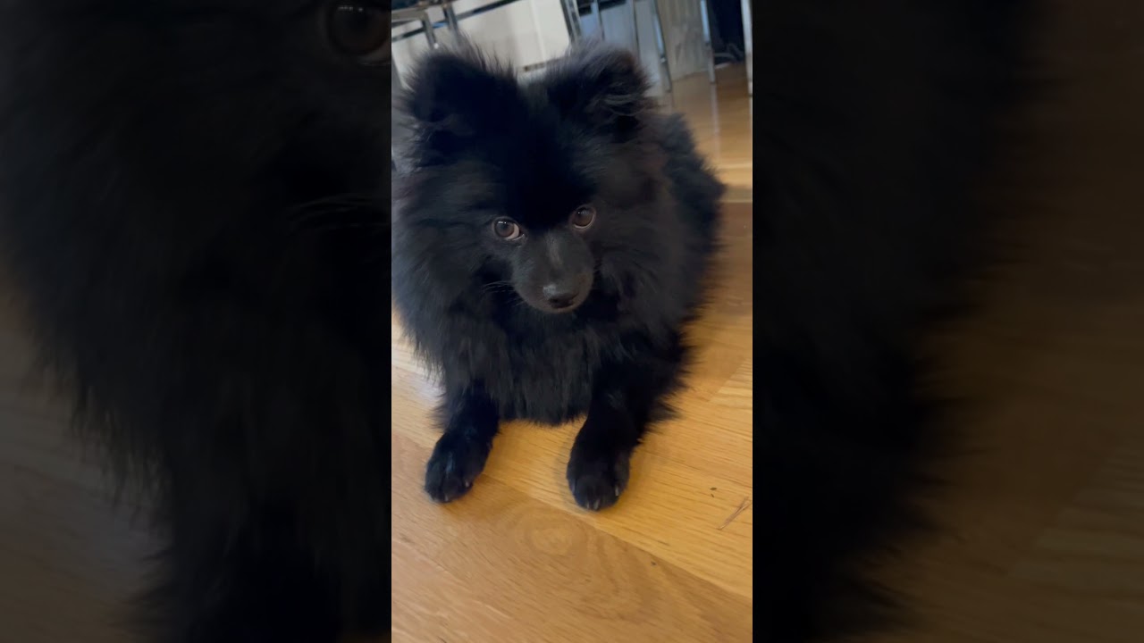 7 months black Kleinspitz ( Neiti )