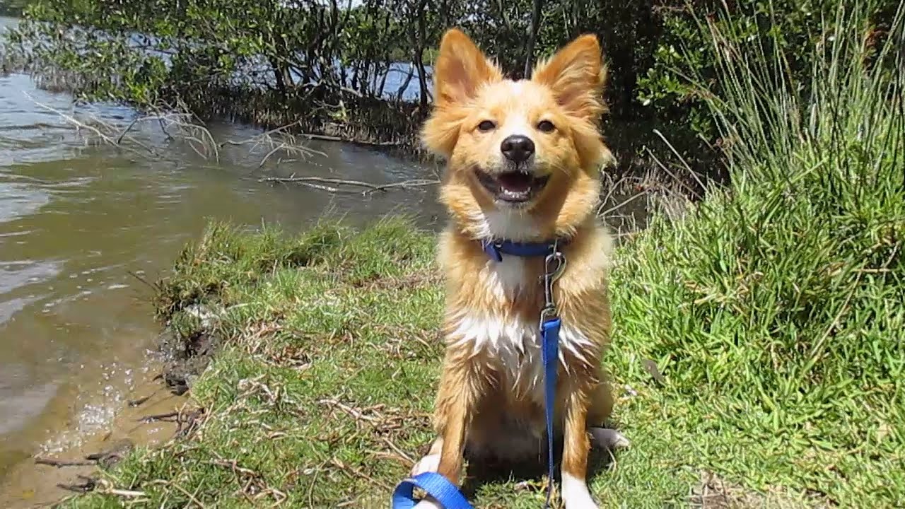pomeranian cross kelpie