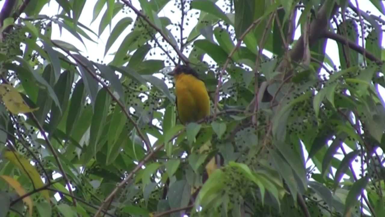 Violaceous Euphonia (Euphonia violacea)