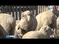 Овцеводам Забайкалья направили 7,5 млн рублей за реализованное на переработку мясо