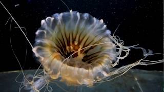 Японская медуза.