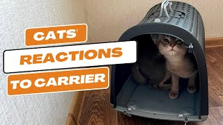 3 Cats' Hilarious First Reactions to Their New Carrier (Abyssinian Cats Included) by Meow Moments 5 views 1 year ago 3 minutes, 8 seconds