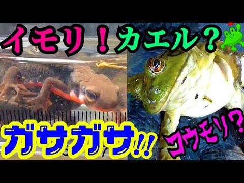 両生類が生息する場所でガサガサしたら…とんでもない生物が？！