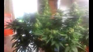 Growumentay 19 "Flower Day 41"