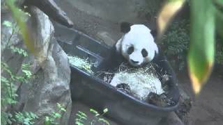 2012 - 11 - 19 Gao Gao: A Day In The (Tub Of) Hay