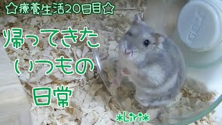 ジャンガリアンハムスター＊リリちゃん≪療養生活２０日目≫ほぼほぼ戻ったいつもの温かな日常風景( *´艸｀)❤