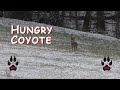 Hungry coyote  coyote hunting  east tennessee