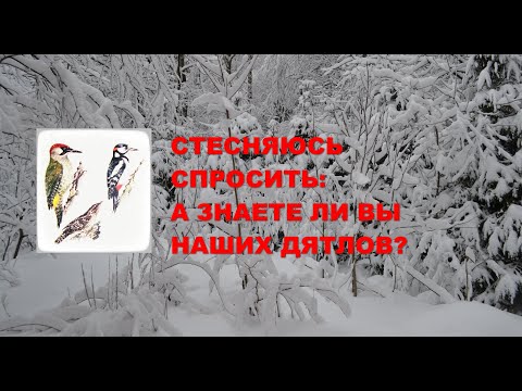 Знаете ли вы наших дятлов?