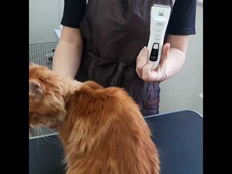 Стрижка кошки машинкой Codos CP 9200