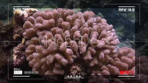 Camera Recording Screen - motion graphics video