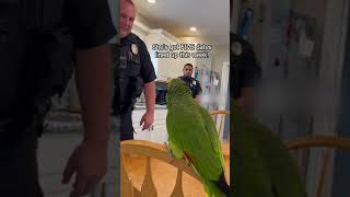 Parrot Called Out the Real Scammer