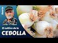 EL CULTIVO DE LA CEBOLLA, Cultivation Onion, La culture de l'oignon- Guía completa