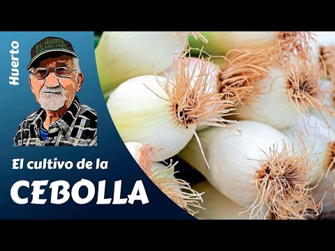 CEBOLLAS: COMO SEMBRAR, PLANTAR Y CULTIVAR CON ÉXITO CEBOLLAS DE TODO TIPO