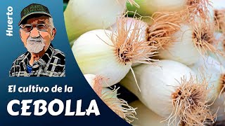 CEBOLLAS: COMO SEMBRAR, PLANTAR Y CULTIVAR CON ÉXITO CEBOLLAS DE TODO TIPO