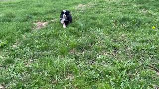 Ava Mini Aussie Puppy