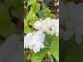 Hybrid Farmplants Mogra Flowering Plant 🌸#hybridmograplant#mograplantcare#gandeningwithdarshanpatel