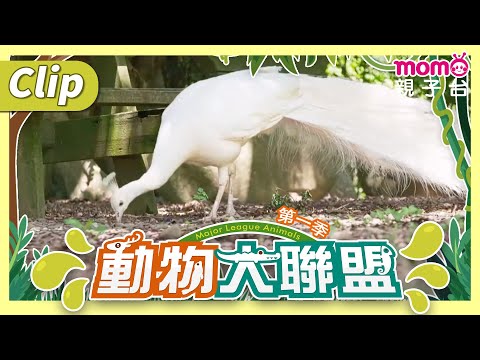 《動物大聯盟S1》像是穿著雪白婚紗的白孔雀｜動物介紹｜寫實紀錄｜momokids親子台