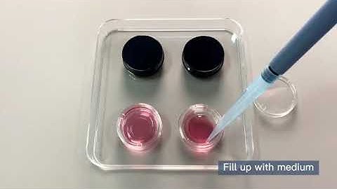 Confocal Dish & Plate
