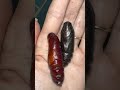 How long does it take for a deaths head hawk moth pupa to hatch? #moths #moth #hawkmoth