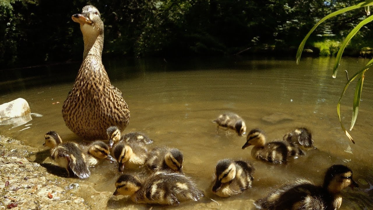 Mama Duck Protecting Ducklings Calling Sounds YouTube