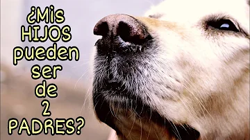¿Puede una perra tener cachorros de 2 perros diferentes?