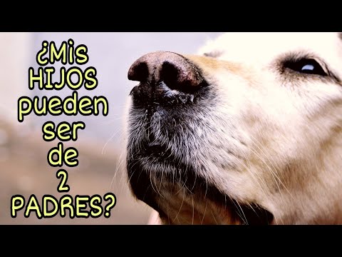 Video: El debate entre la camada y la camada: ¿debería obtener dos cachorros a la vez?