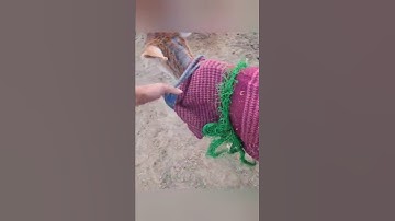 Cow Baby Video 😍 #cow #baffalo #babycow #animals #farmanimalct #babyfarmanimal #farming #babyanimal