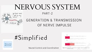 NERVOUS SYSTEM | PART-2 | Generation of Nerve Impulse | Transmission of Nerve Impulse